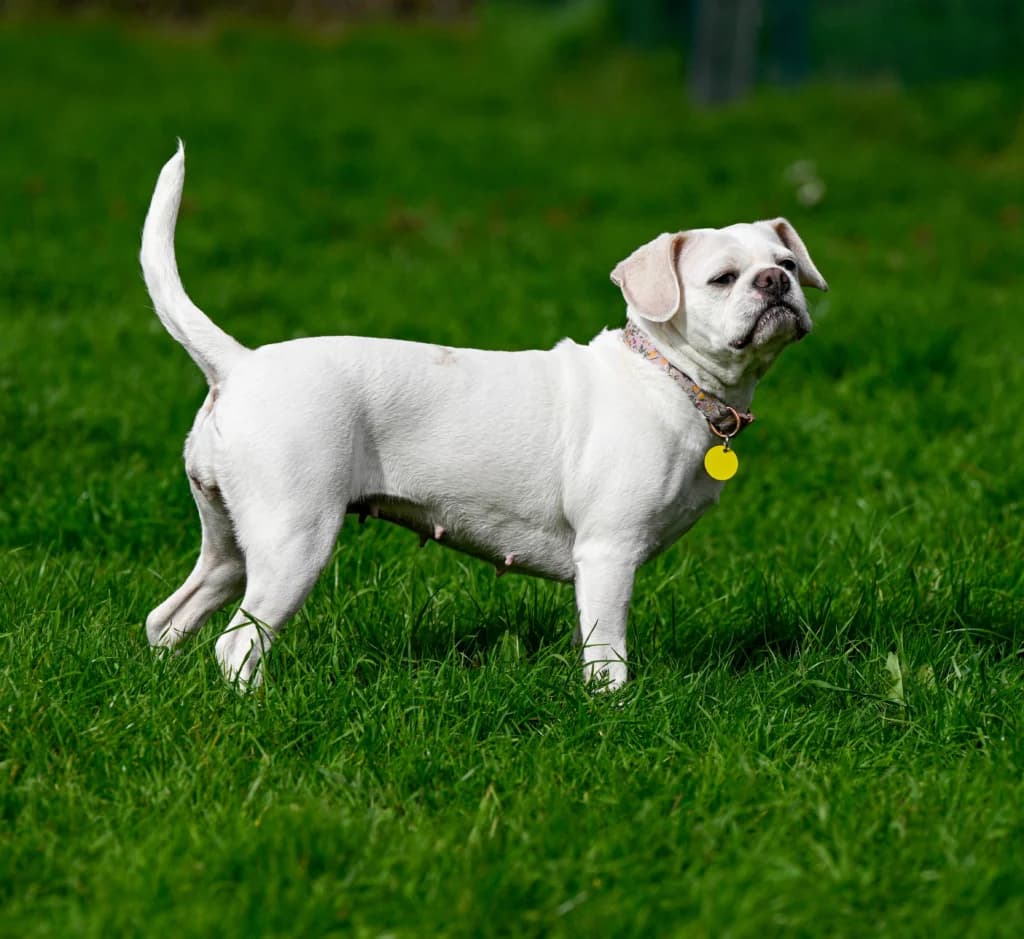 Mabel, female Pug for adoption at Waggy Tails Rescue