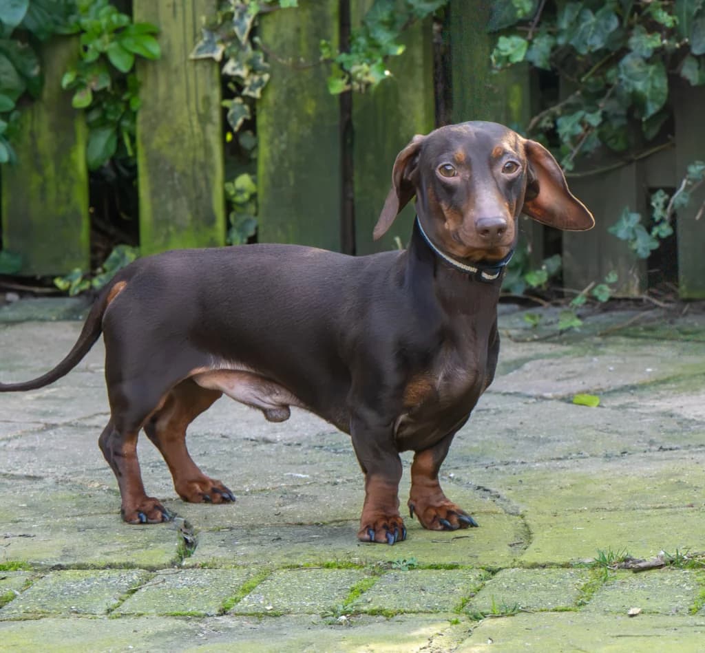 Reggie, male mixed breed for adoption at Waggy Tails Rescue