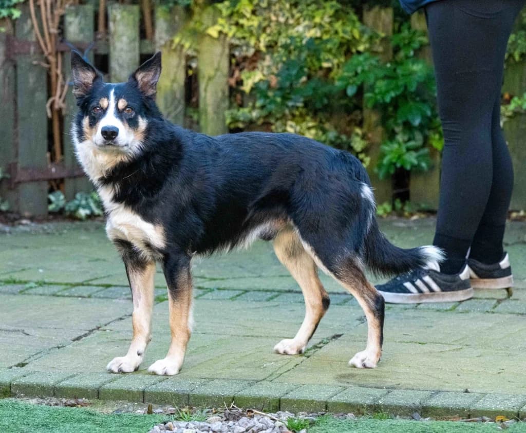 Rocky, male Border Collie for adoption at Waggy Tails Rescue