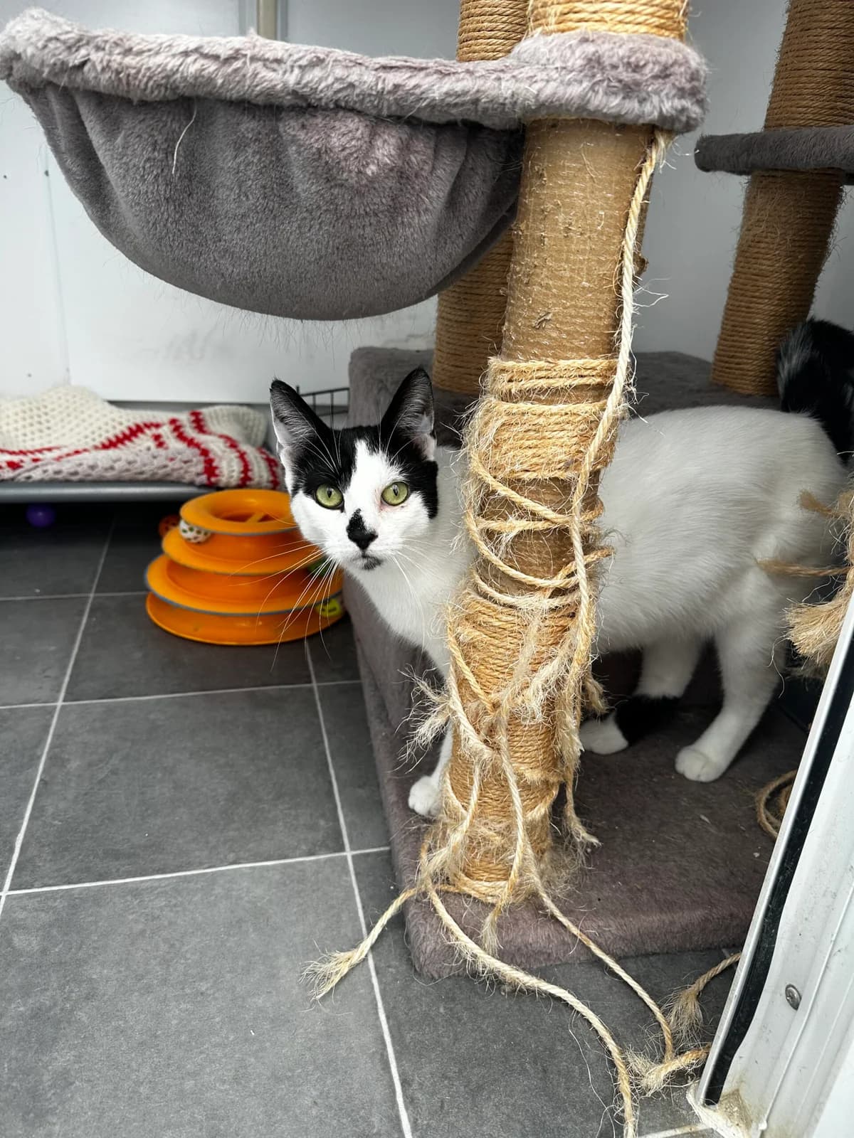 Mr Cheese,  Mixed Breed for adoption at Whitby Wildlife Sanctuary