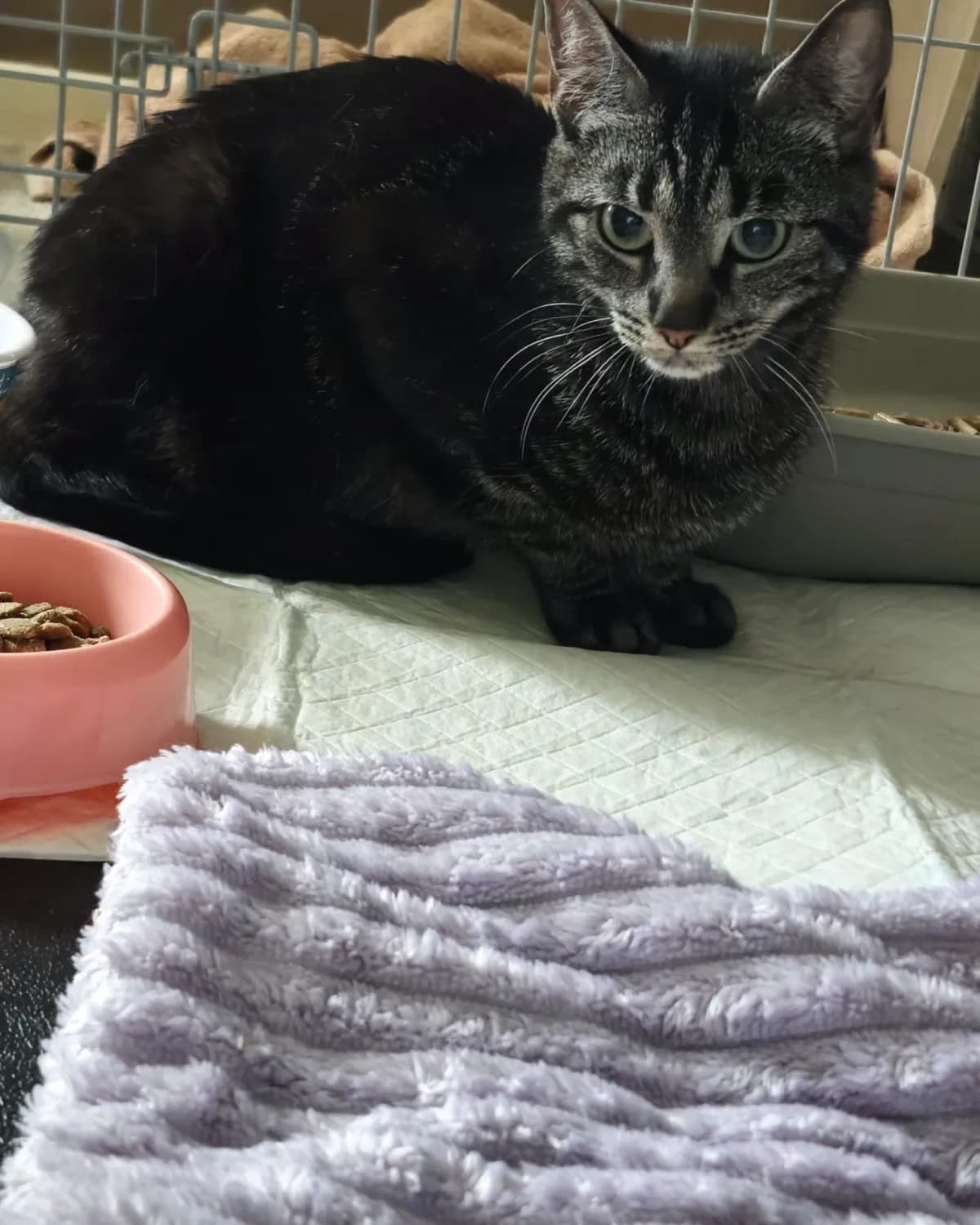 Nesuko, female young mixed breed for adoption at Wild Acre Rescue