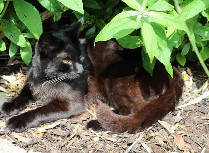 Sparrow, male mixed breed for adoption at Willows Animal Sanctuary