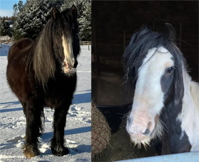Finn & Willow, female 3yo mixed breed for adoption at Willows Animal Sanctuary