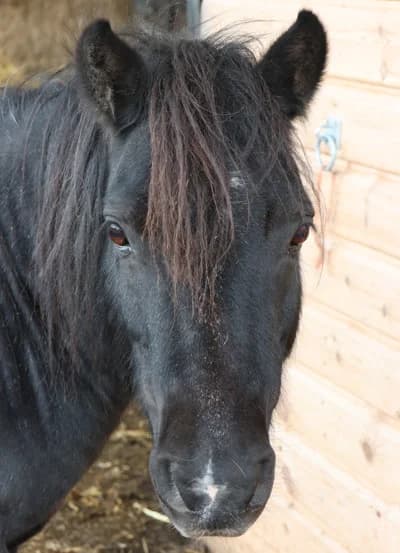 Zeberdee,  mixed breed for adoption at Willows Animal Sanctuary