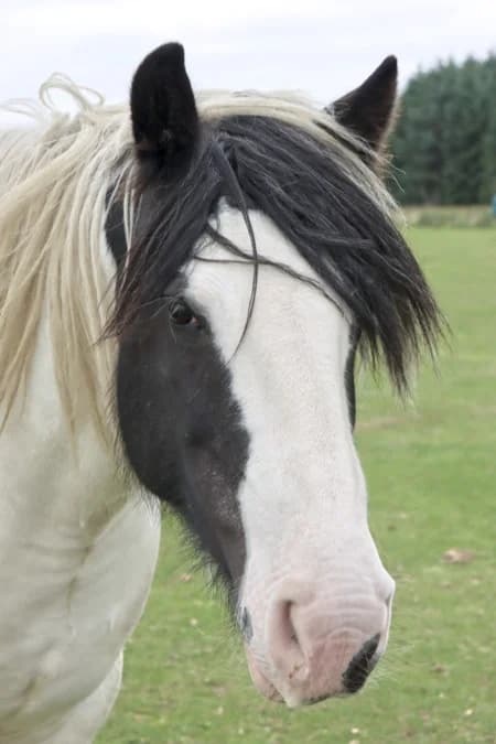 Promise, female mixed breed for adoption at Willows Animal Sanctuary