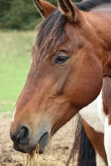 Patrick, male mixed breed for adoption at Willows Animal Sanctuary