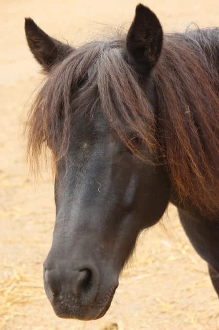 Dolly, female mixed breed for adoption at Willows Animal Sanctuary