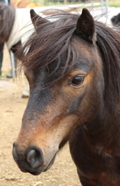 Rocket,  mixed breed for adoption at Willows Animal Sanctuary