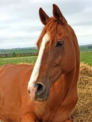 Ginger, male mixed breed for adoption at Willows Animal Sanctuary