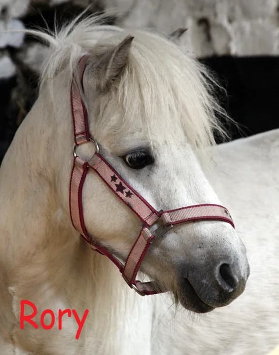 Rory, male mixed breed for adoption at Willows Animal Sanctuary