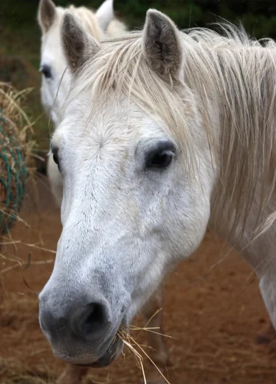 Smokey Joe, male mixed breed for adoption at Willows Animal Sanctuary