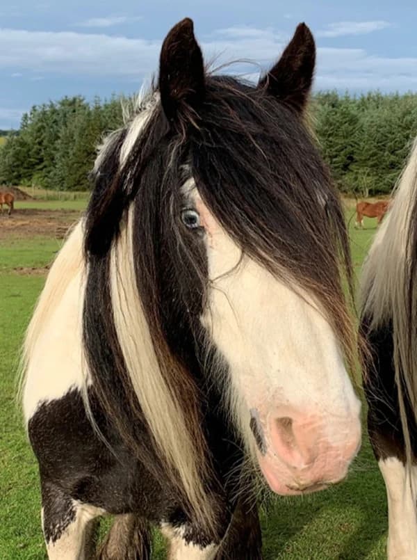 Violet, female mixed breed for adoption at Willows Animal Sanctuary