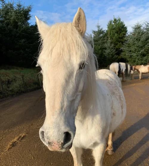 April, female mixed breed for adoption at Willows Animal Sanctuary