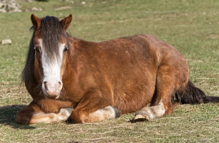 Kes, female mixed breed for adoption at Willows Animal Sanctuary