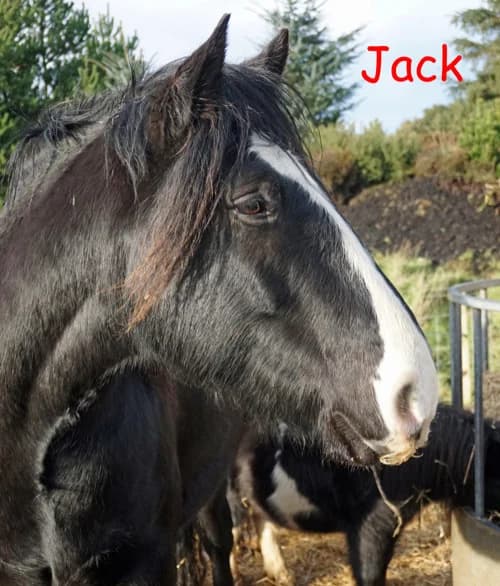 Jack, male mixed breed for adoption at Willows Animal Sanctuary