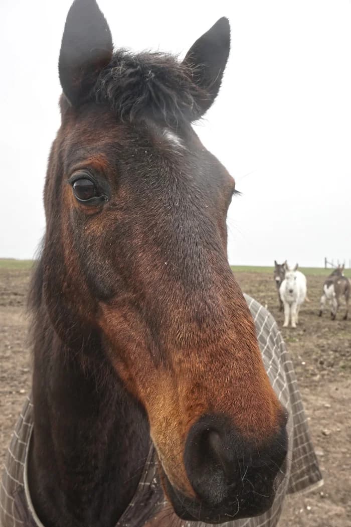 Ellie, female mixed breed for adoption at Willows Animal Sanctuary