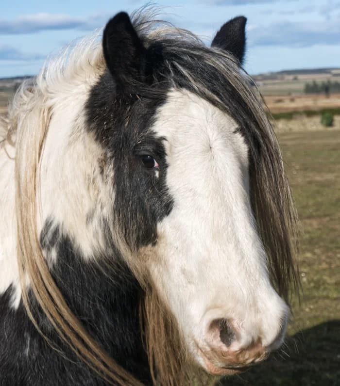 Polly, female mixed breed for adoption at Willows Animal Sanctuary