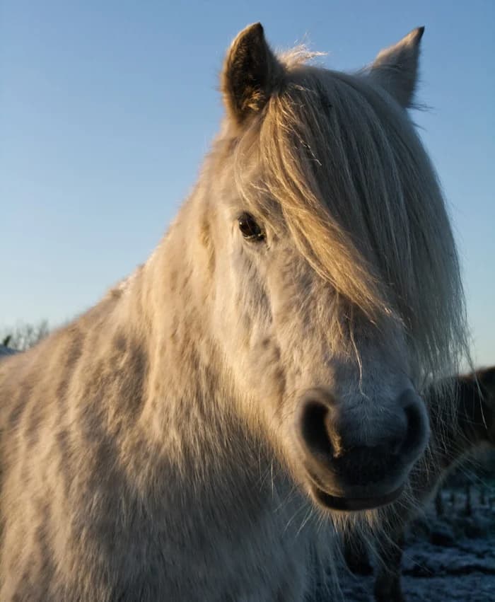 Nelly, female mixed breed for adoption at Willows Animal Sanctuary