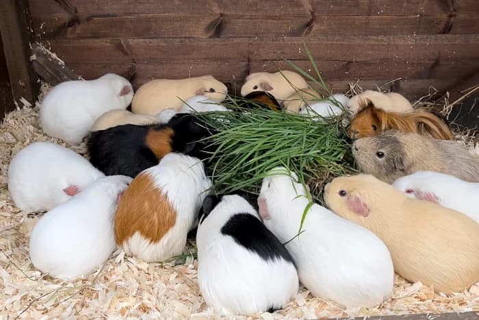Guinea Pigs,  mixed breed for adoption at Willows Animal Sanctuary