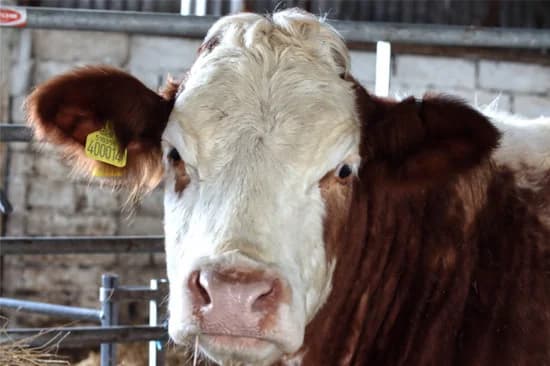 Ermintrude, female young mixed breed for adoption at Willows Animal Sanctuary