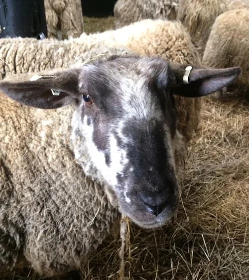 AJ, male mixed breed for adoption at Willows Animal Sanctuary