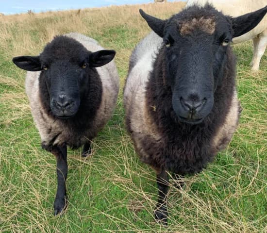 Flower & Petal,  mixed breed for adoption at Willows Animal Sanctuary