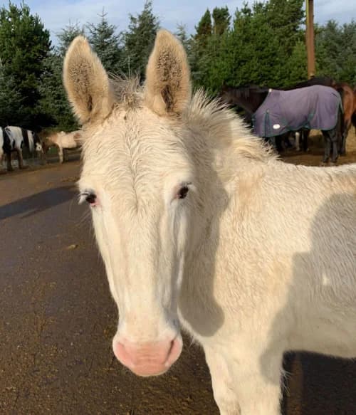 Libby, female mixed breed for adoption at Willows Animal Sanctuary