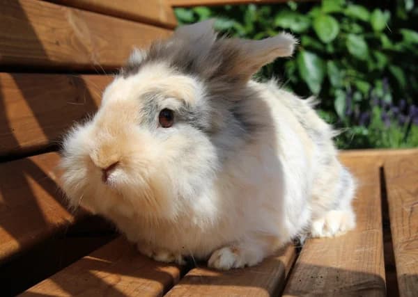 M. Bunnies,  mixed breed for adoption at Willows Animal Sanctuary