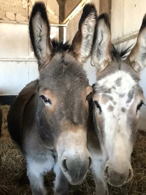 Minstrel,  mixed breed for adoption at Willows Animal Sanctuary