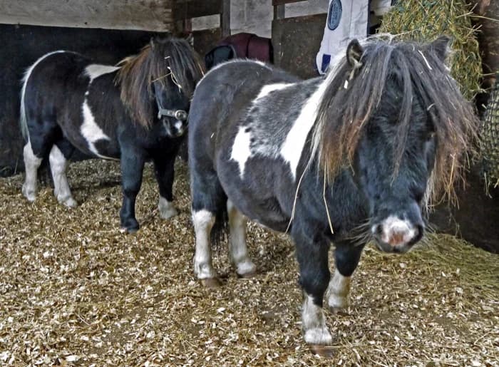 Domino,  mixed breed for adoption at Willows Animal Sanctuary