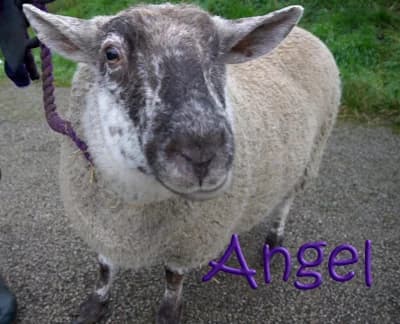 Angel, female mixed breed for adoption at Willows Animal Sanctuary