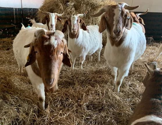 The Goats, male senior mixed breed for adoption at Willows Animal Sanctuary