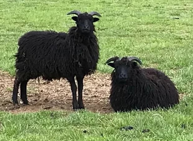Sooty and Sweep,  mixed breed for adoption at Willows Animal Sanctuary