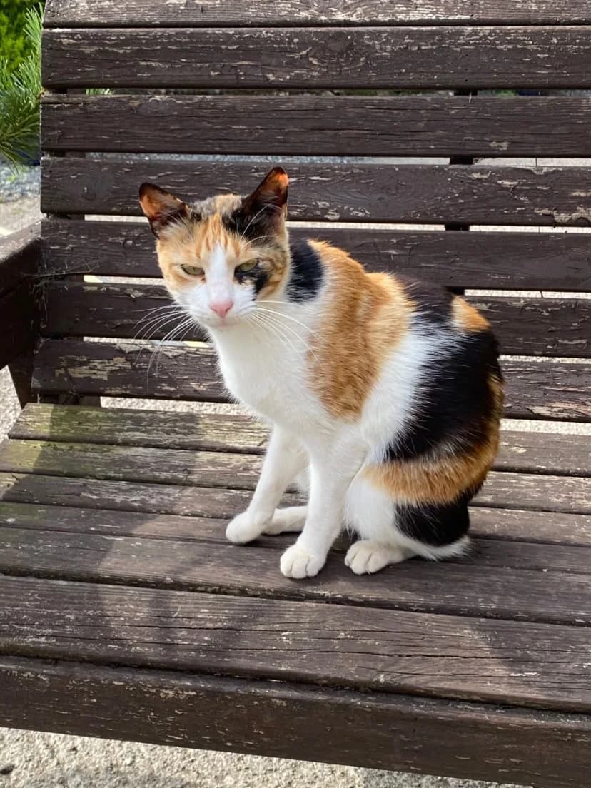 Cindy, female mixed breed for adoption at Willows Animal Sanctuary