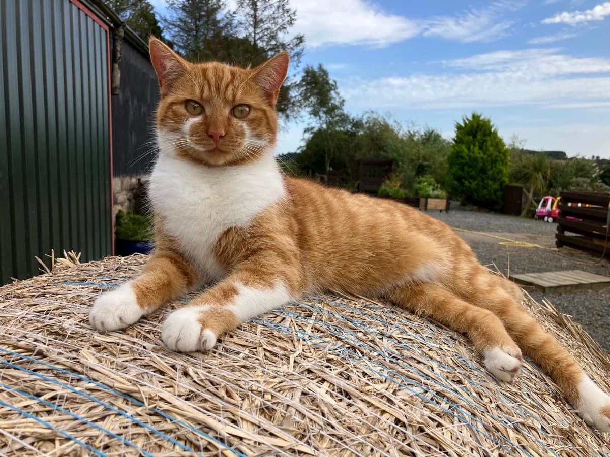 Spice, male mixed breed for adoption at Willows Animal Sanctuary