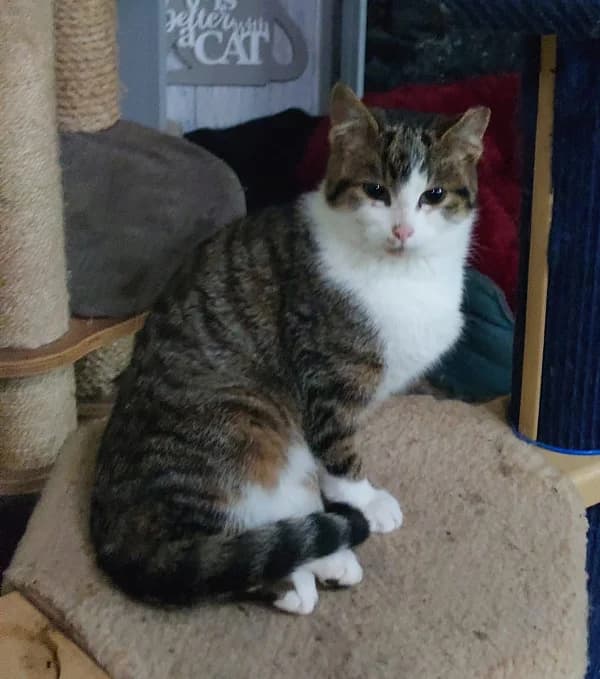 Brody, male mixed breed for adoption at Willows Animal Sanctuary