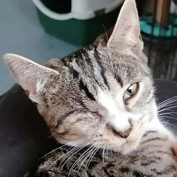 Tilly, female mixed breed for adoption at Willows Animal Sanctuary