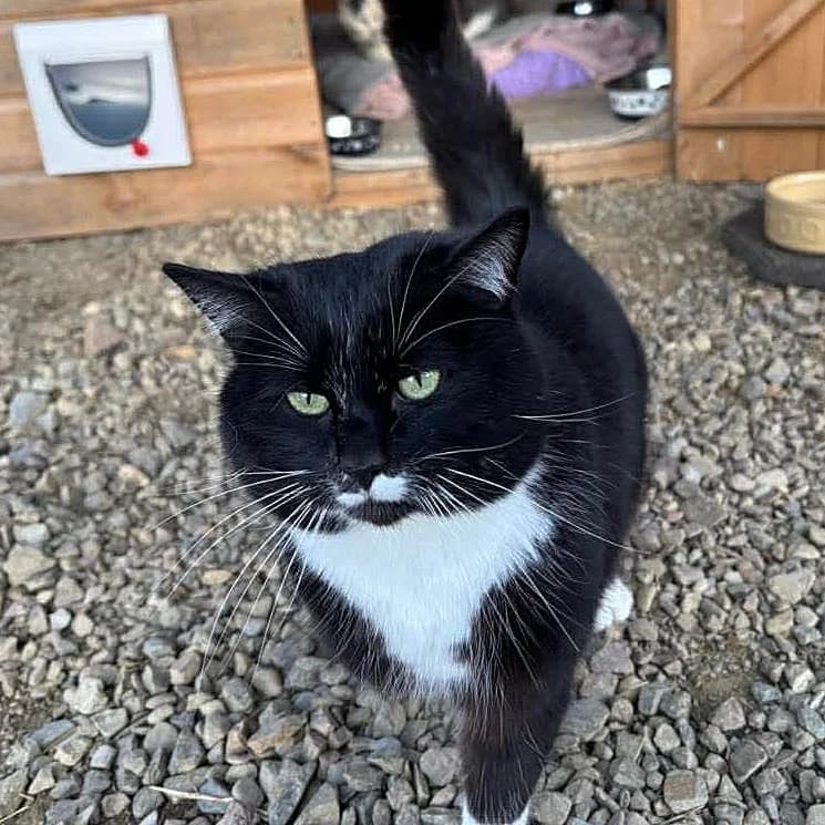 Lucky, female mixed breed for adoption at Willows Animal Sanctuary