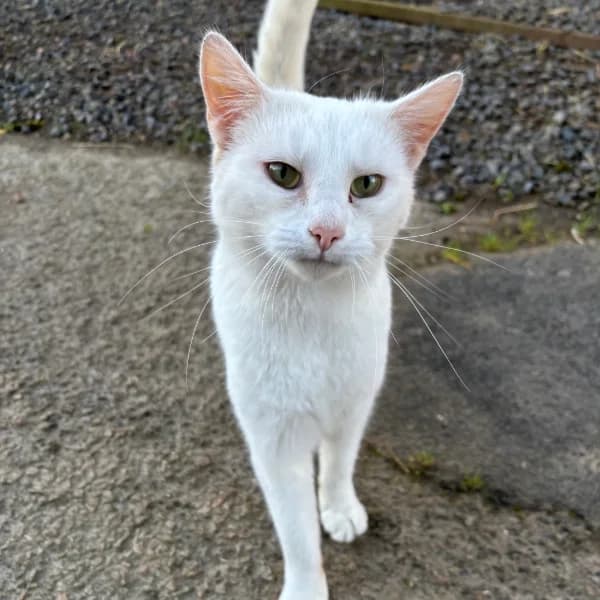 Snowball, male mixed breed for adoption at Willows Animal Sanctuary