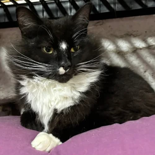 Gomez, male mixed breed for adoption at Willows Animal Sanctuary