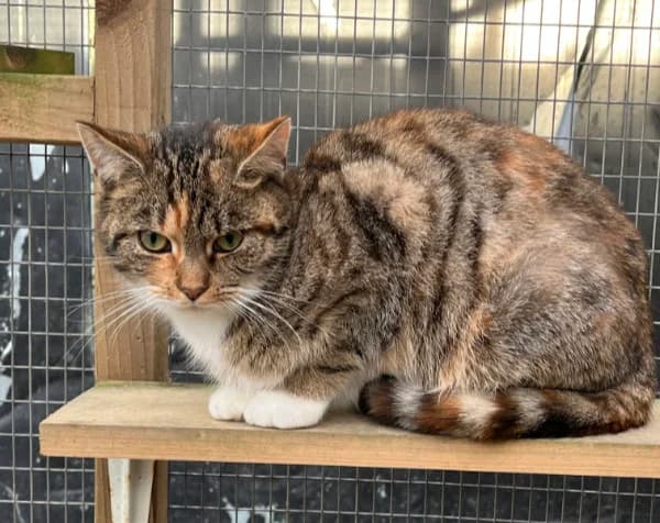 Autumn, female mixed breed for adoption at Willows Animal Sanctuary