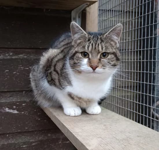 Raven, female mixed breed for adoption at Willows Animal Sanctuary