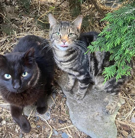 Twilight & Gismo,  mixed breed for adoption at Willows Animal Sanctuary