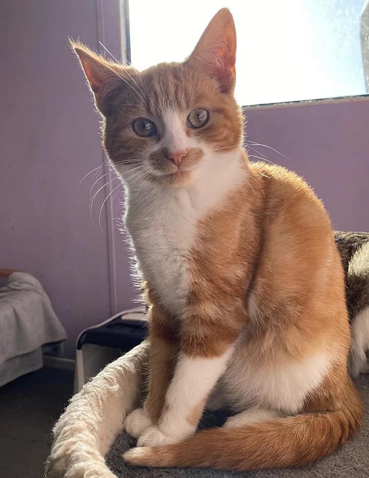 Chuffy,  mixed breed for adoption at Willows Animal Sanctuary