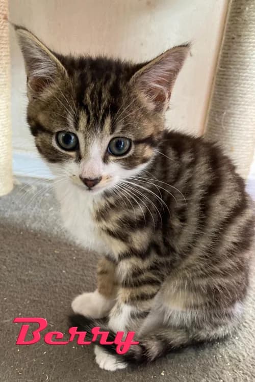 Berry, female mixed breed for adoption at Willows Animal Sanctuary