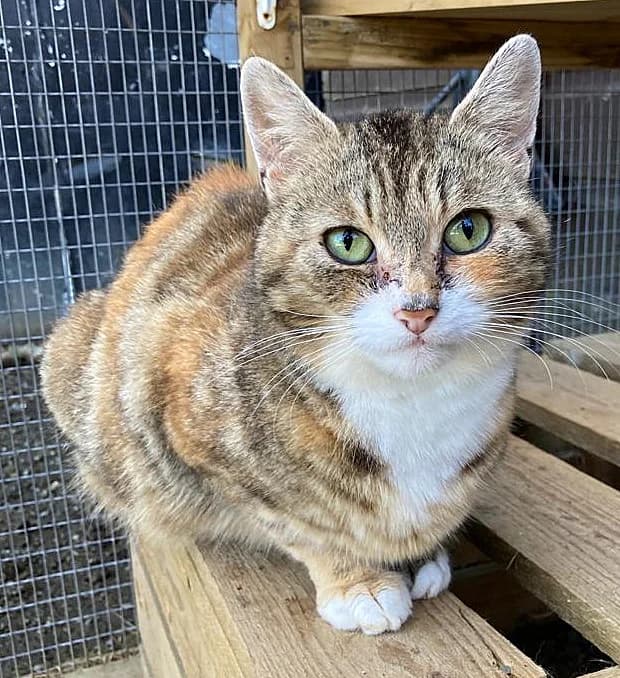 Pumpkin,  mixed breed for adoption at Willows Animal Sanctuary