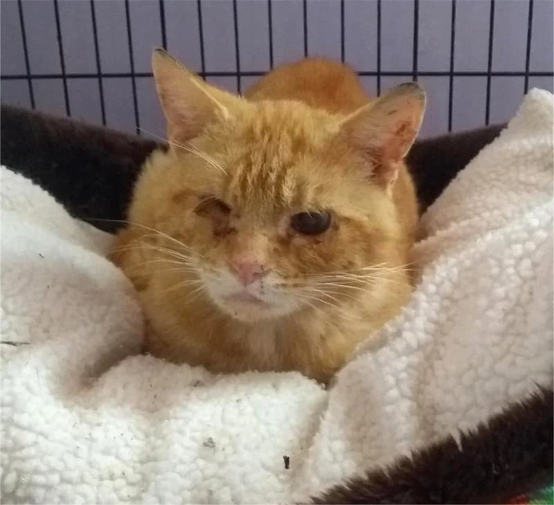 Marmalade, male mixed breed for adoption at Willows Animal Sanctuary