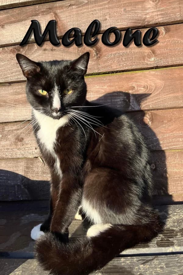 Malone, male mixed breed for adoption at Willows Animal Sanctuary