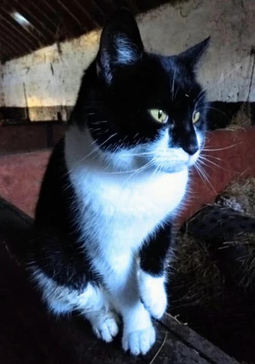Tansy, female mixed breed for adoption at Willows Animal Sanctuary