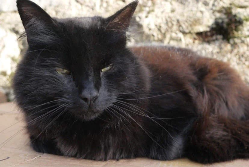 Lupin, male mixed breed for adoption at Willows Animal Sanctuary